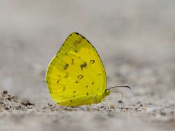 Image of Eurema lacteola (Distant 1886)