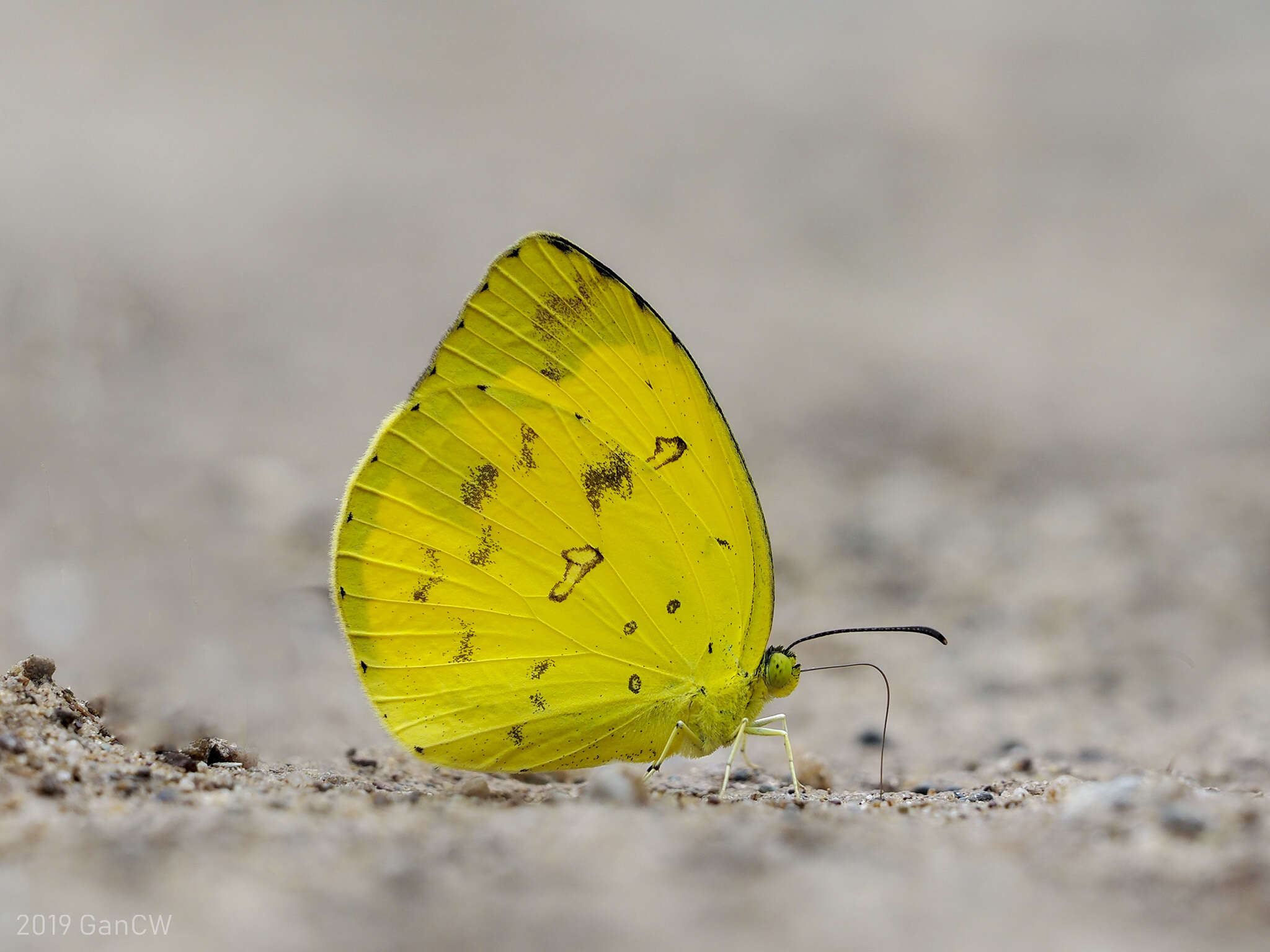 Image of Eurema lacteola (Distant 1886)