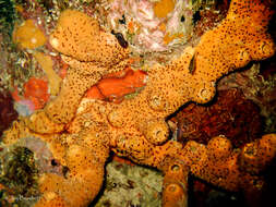 Image of brown tube sponge