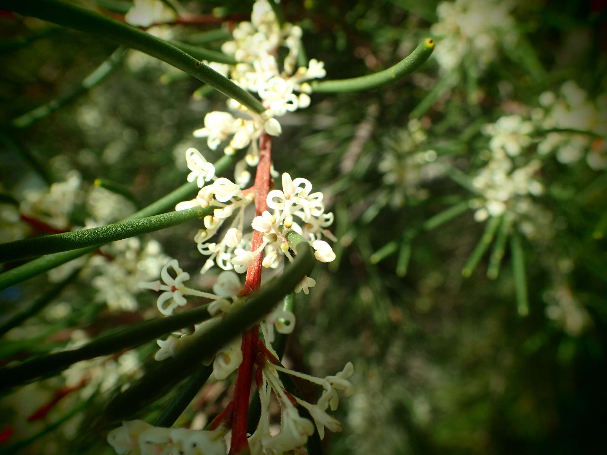 Image of Hakea propinqua A. Cunn.