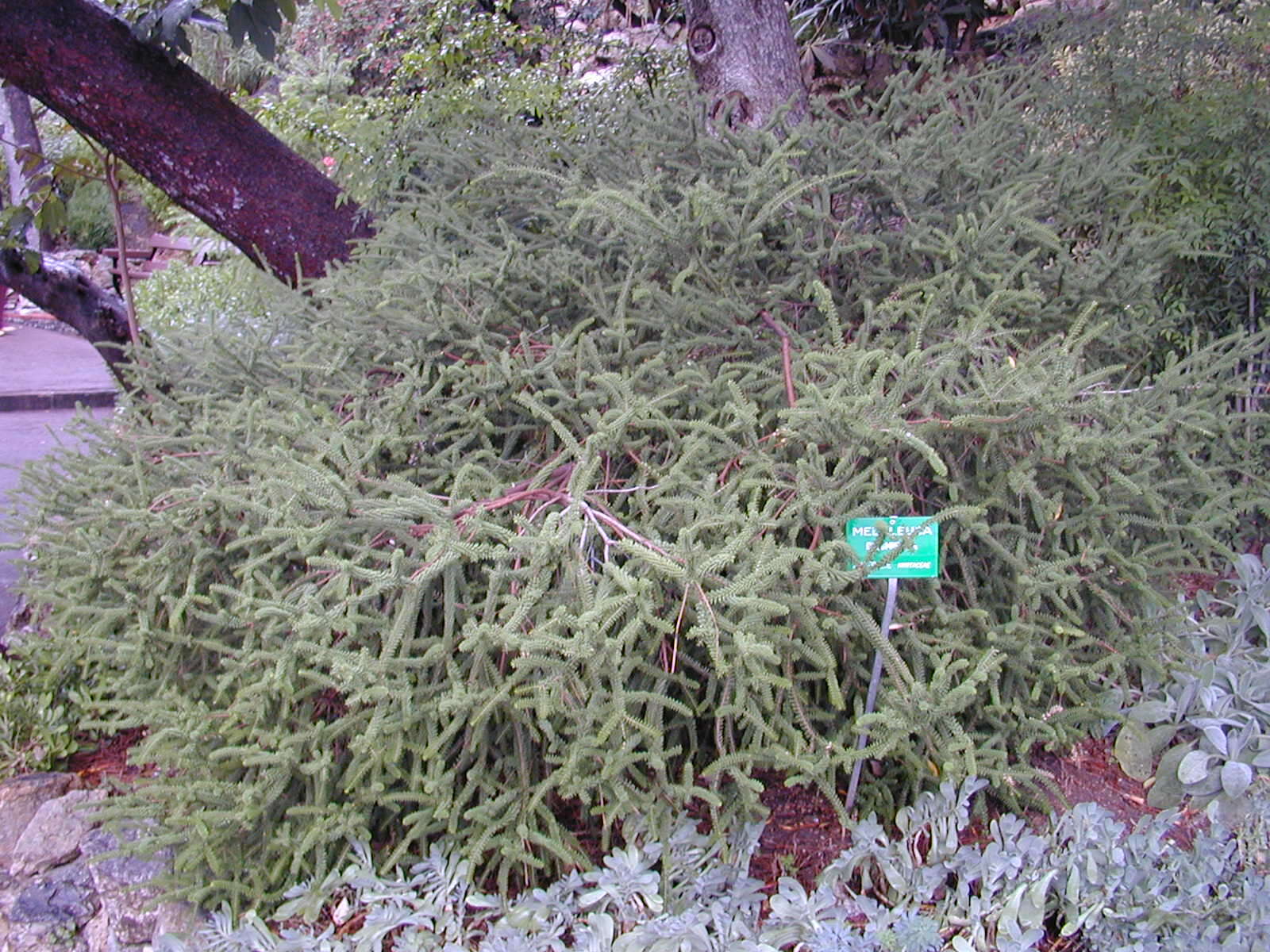 Image of dotted melaleuca