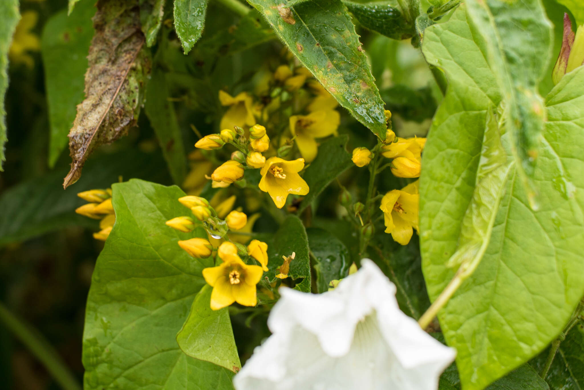 Image of Yellow Loosestrife