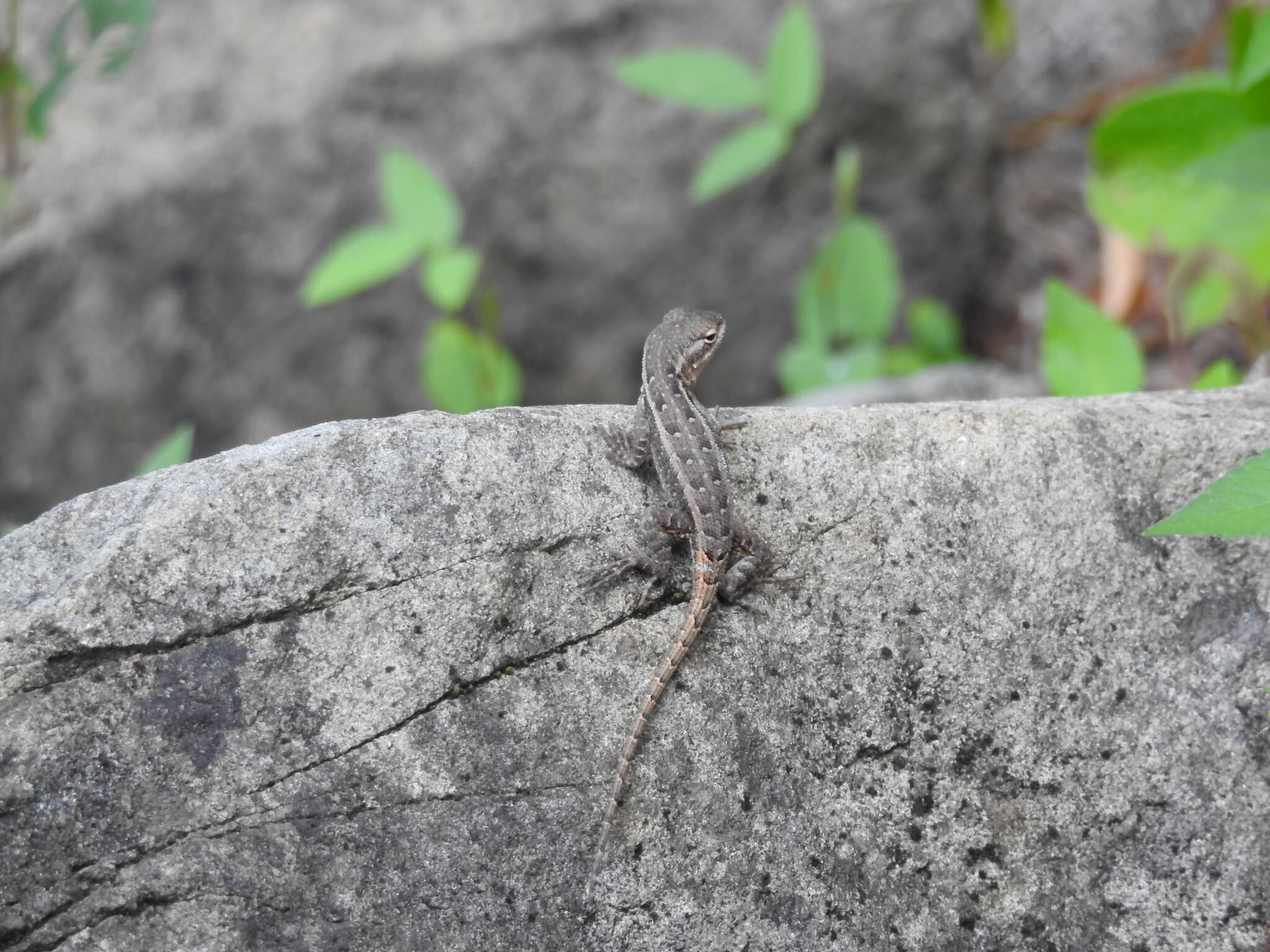 Image of Sceloporus variabilis marmoratus Hallowell 1852