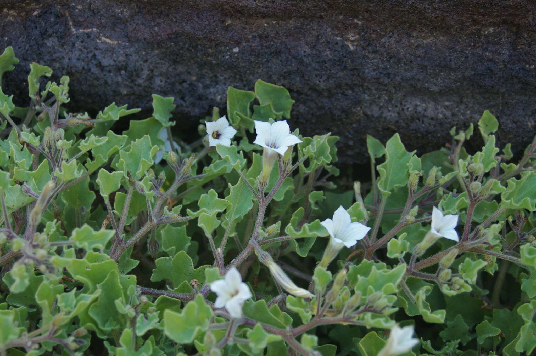 Exodeconus miersii (Hook. fil.) W. G. D' Arcy resmi