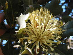 Image of holly-leaved banksia