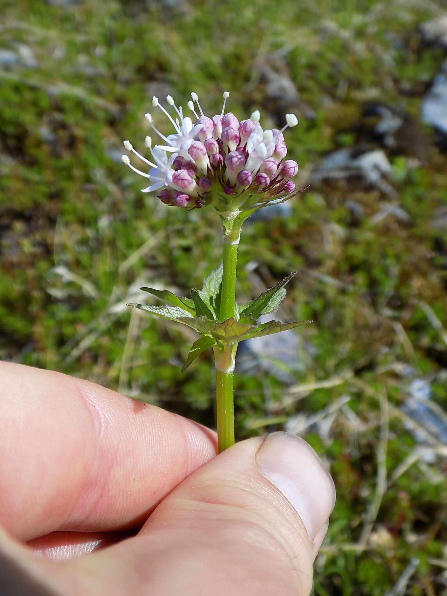 Image of Mountain Heliotrope