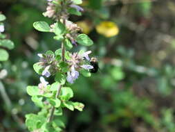 Image of Hedeoma palmeri Hemsl.