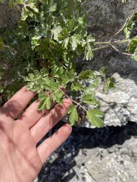 Image of Mancos columbine