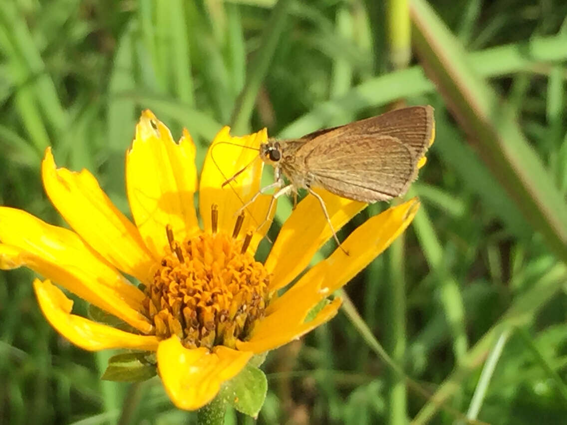 Image of Swarthy Skipper