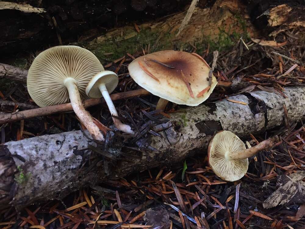 Image of Pholiota decorata (Murrill) A. H. Sm. & Hesler 1968