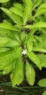 Image of Lobelia scaevolifolia Roxb.