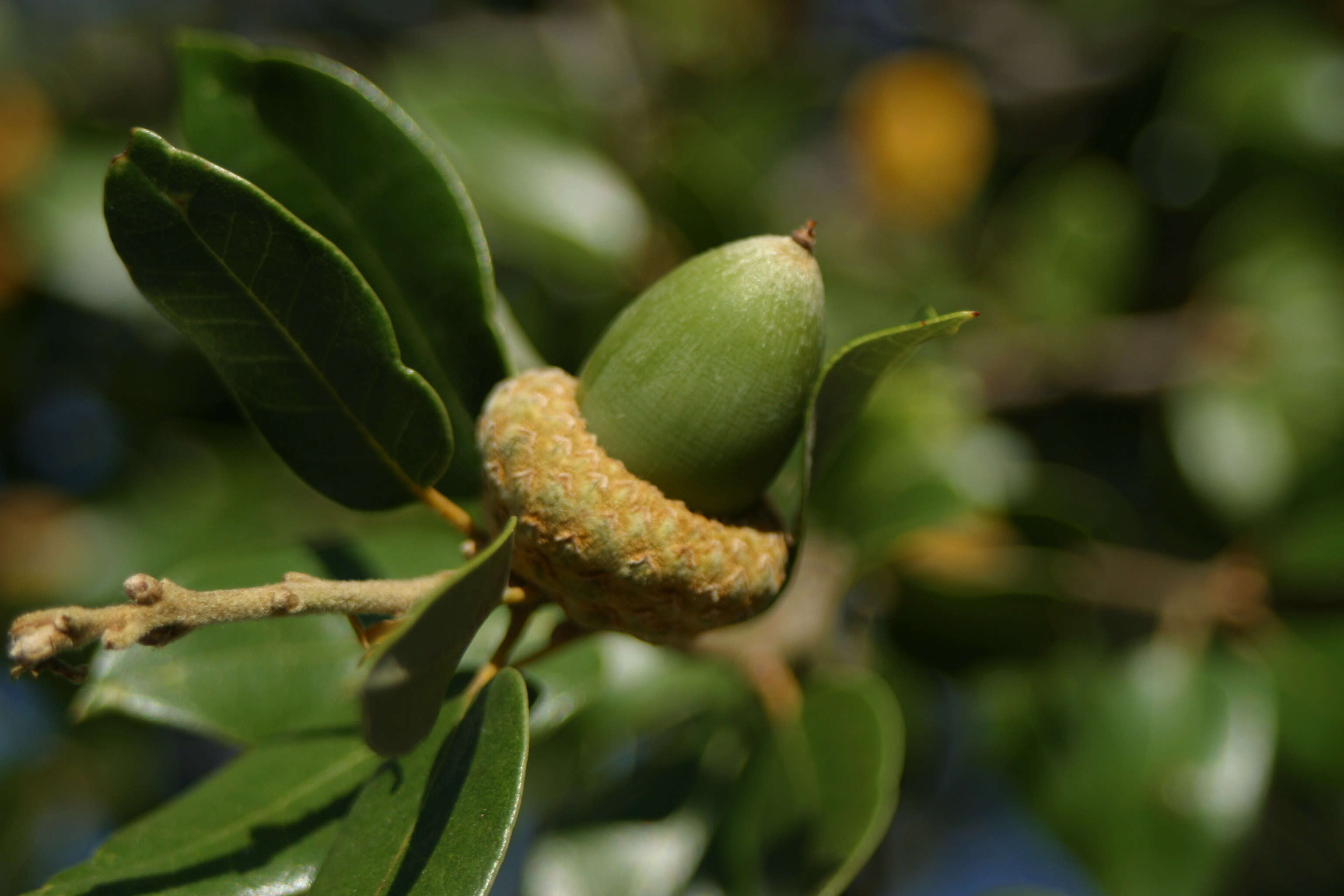 Image of oak