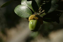 Слика од Quercus chrysolepis Liebm.