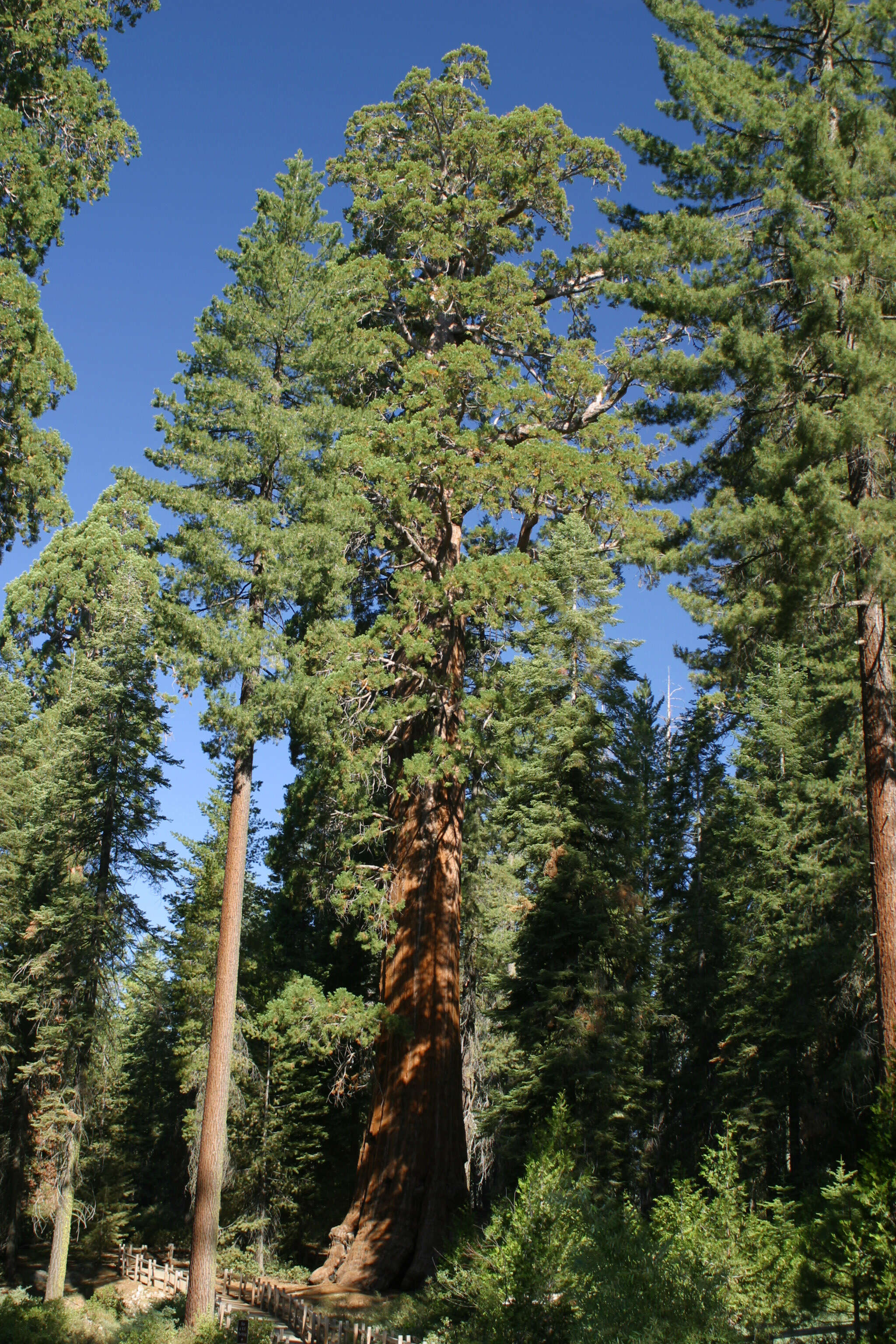 Image of giant sequoia
