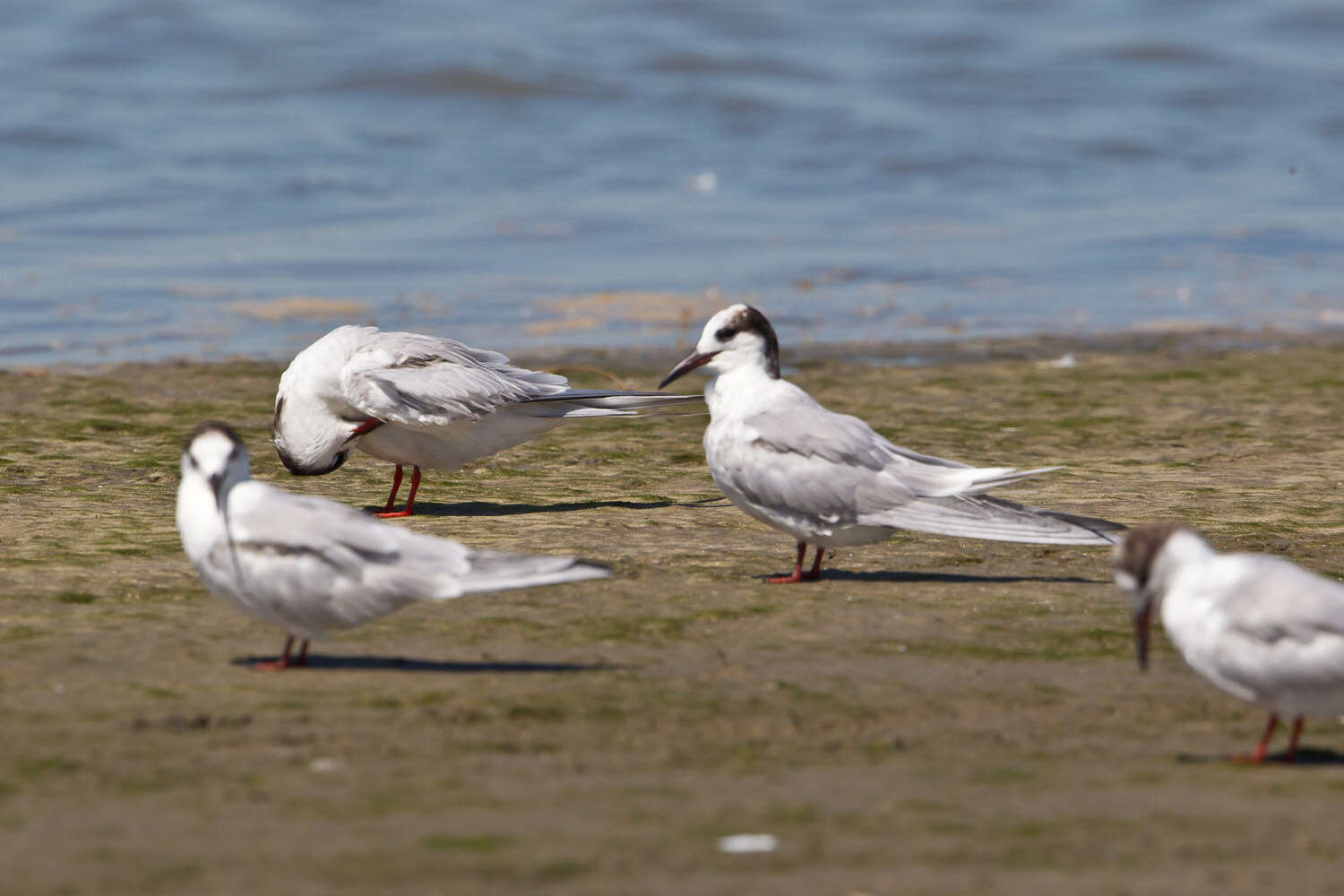 Image of Common Tern