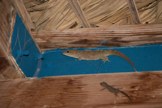 Image of Spotted Caribbean Gecko