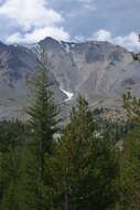 Image of western white pine