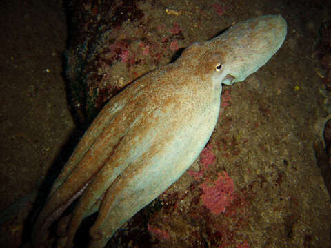 Image of Common octopus