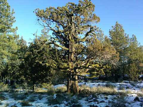 Image of Western Juniper