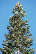 Image of California Red Fir