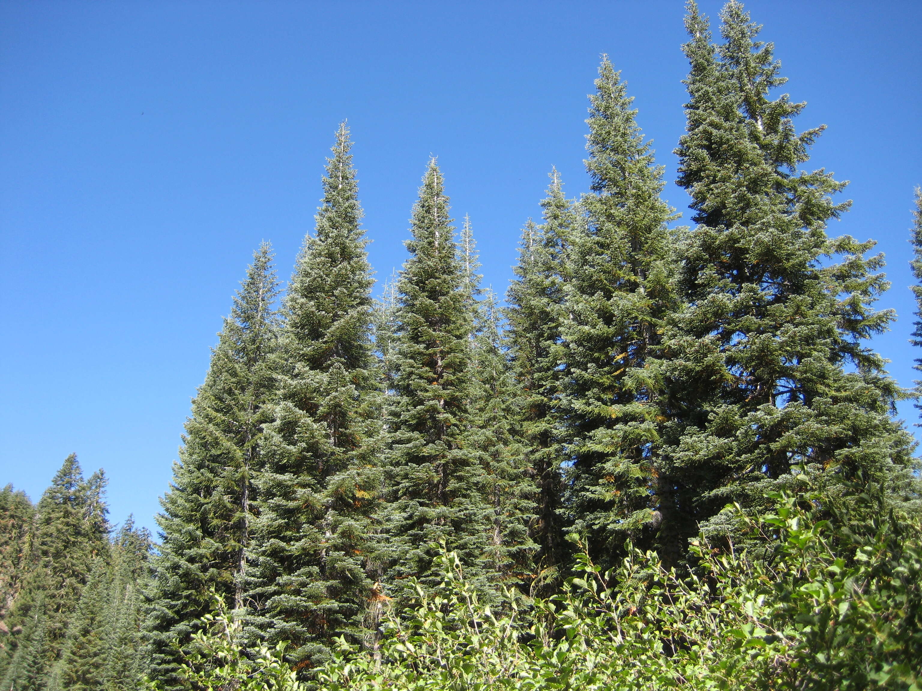 Image of California Red Fir