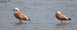 Image of Ruddy Shelduck