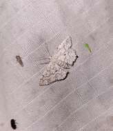 Image of <i>Idaea ostentaria</i>