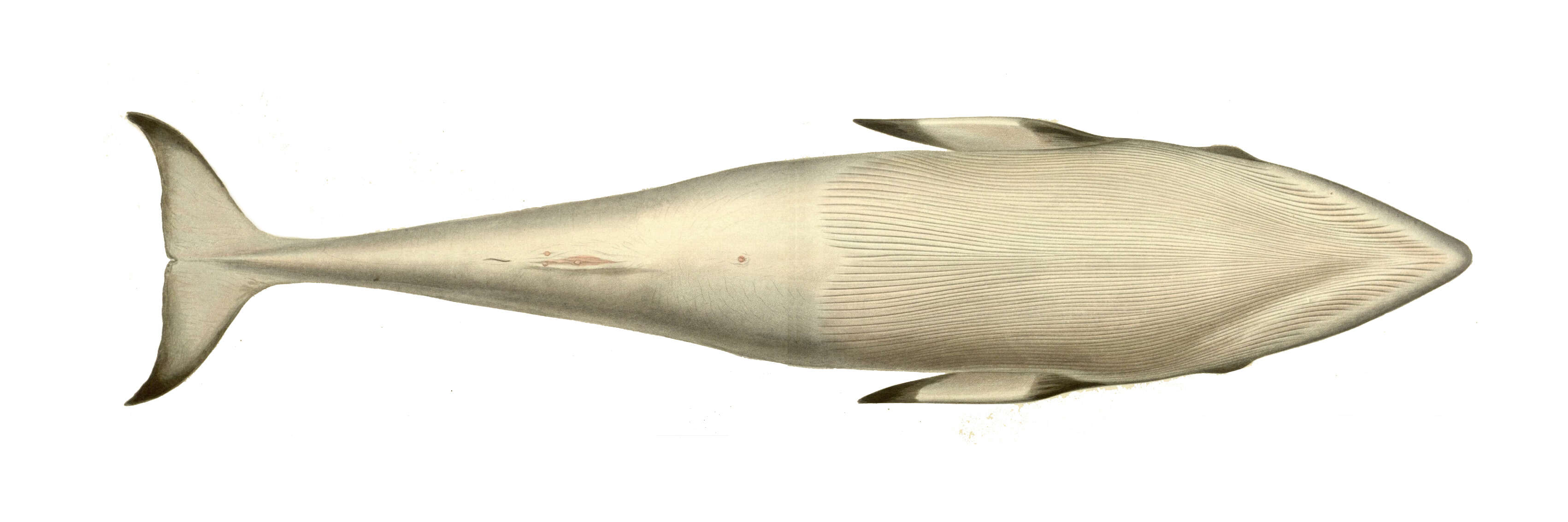 Image of Common Minke Whale