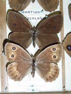 Image of Satyrus ferula