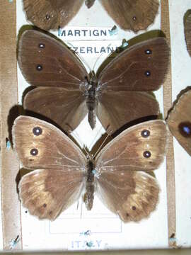 Image of Satyrus ferula