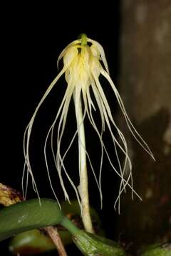 Imagem de Bulbophyllum vaginatum (Lindl.) Rchb. fil.