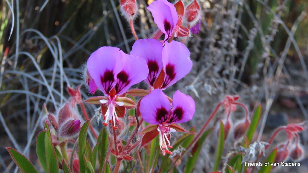 Image of Pelargonium ovale subsp. veronicifolium (Eckl. & Zeyh.) L. Hugo