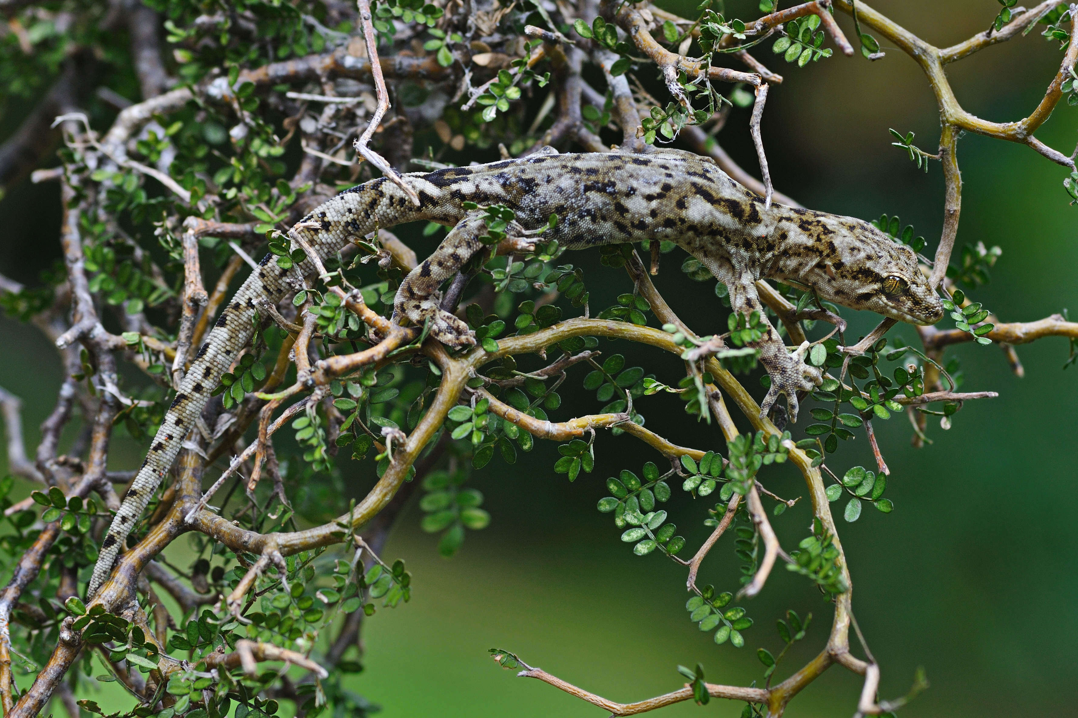 Image of South Island Tree Gecko