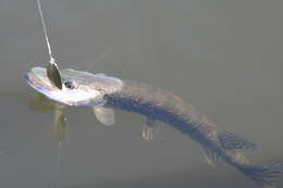 Image of Northern pike