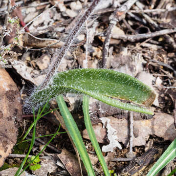 Image of Caladenia clavescens (D. L. Jones) G. N. Backh.