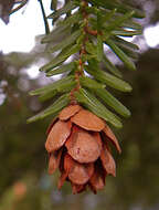 Image of western hemlock