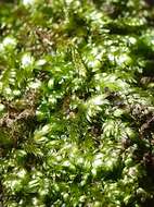 Image of Woodsy Silk-moss