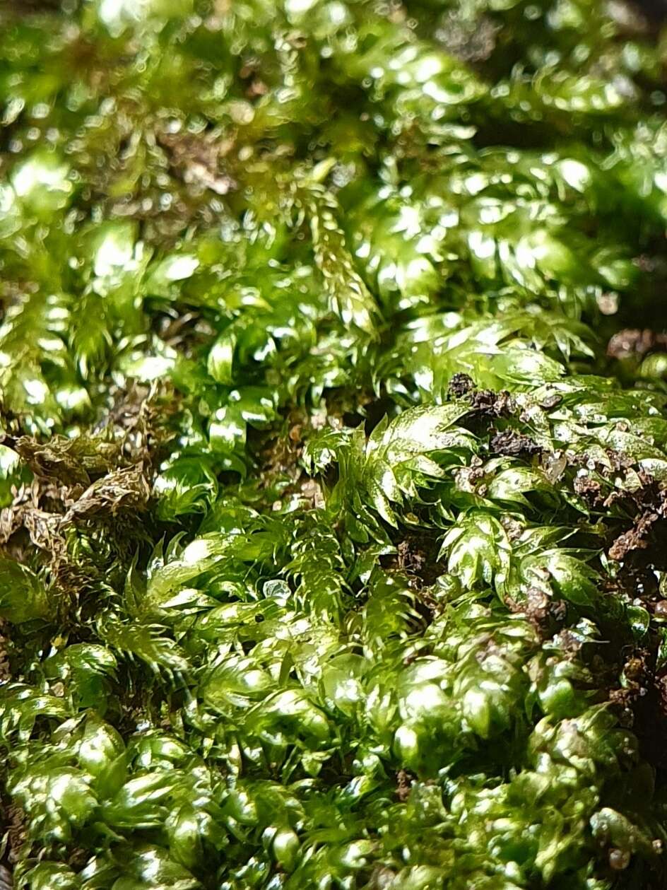 Image of Woodsy Silk-moss