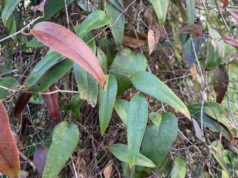 Image of Smilax glyciphylla Sm.