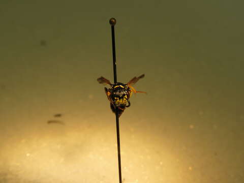 Image of Philanthus bilunatus Cresson 1865