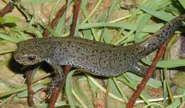 Image of Alpine Newt