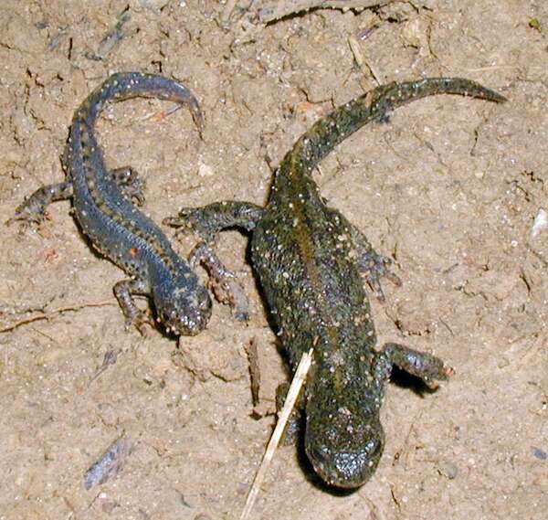 Image of Alpine Newt