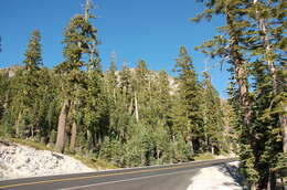 Image of California Red Fir