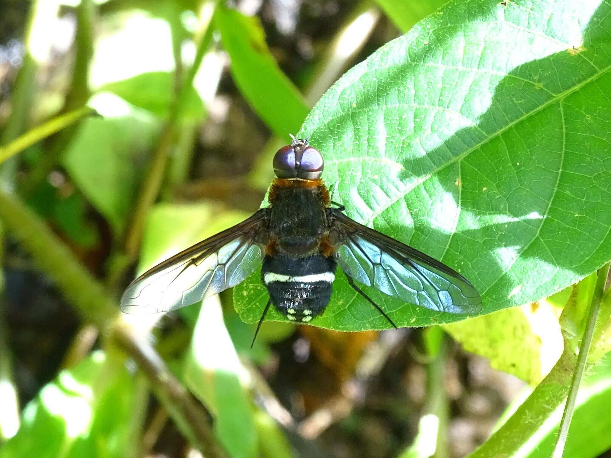 Слика од Ligyra doryca (Boisduval 1835)