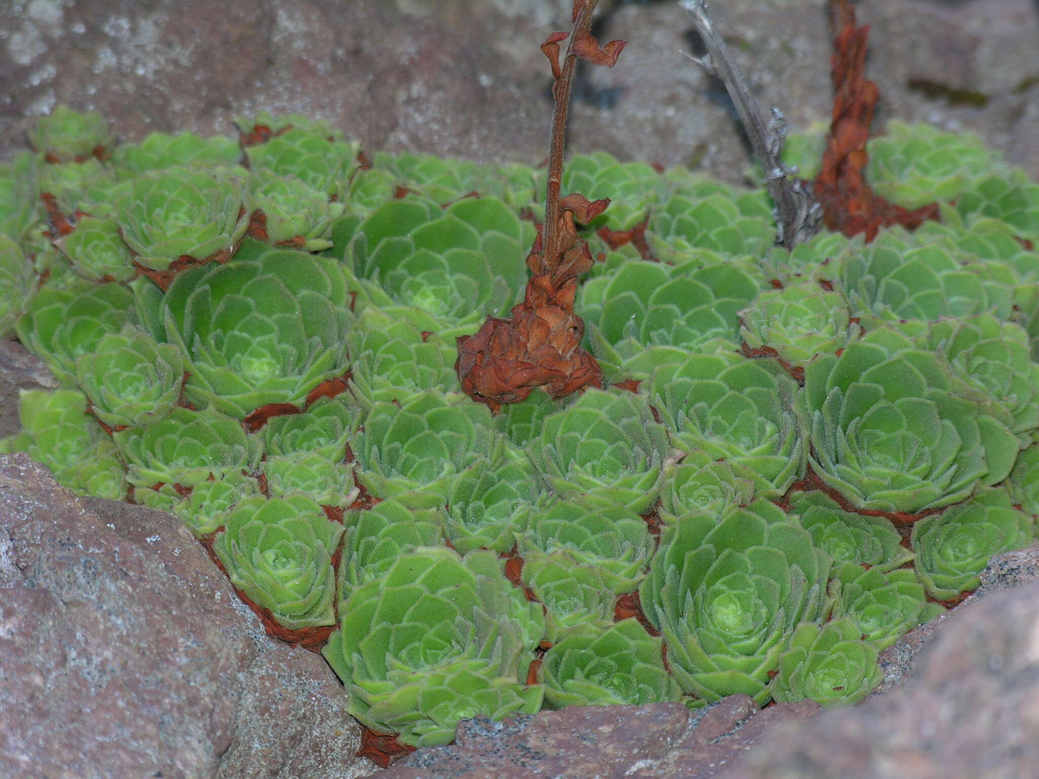 Image of Aeonium aizoon (Bolle) T. H. M. Mes