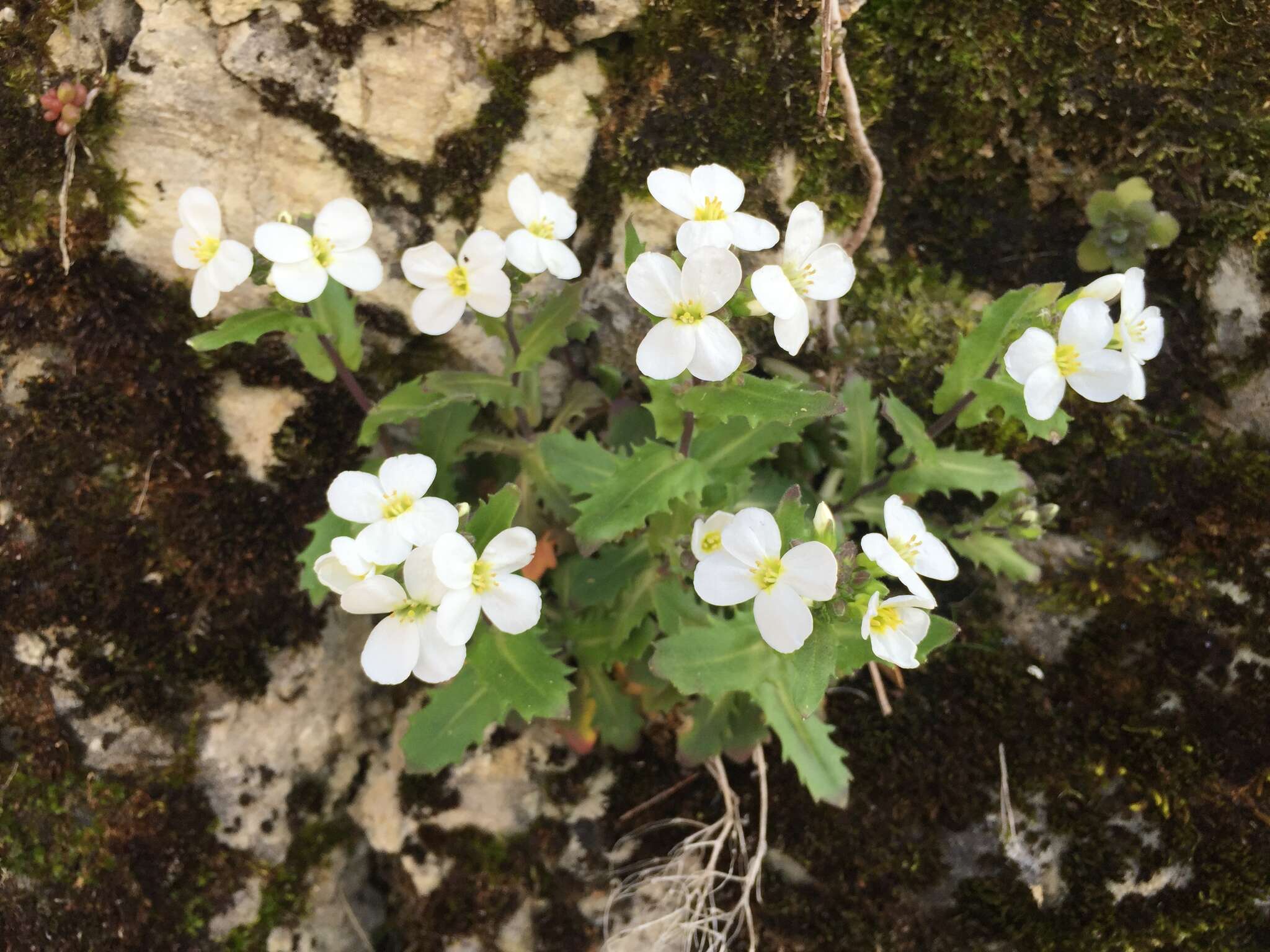 Image de Arabette des Alpes