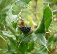 Image of thistle tortoise beetle