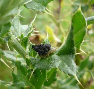 Image of thistle tortoise beetle