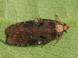 Image of Agonopterix liturosa Haworth 1811