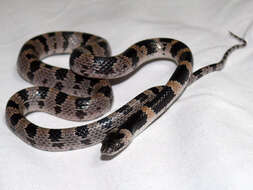 Image of Oriental Odd-tooth Snake